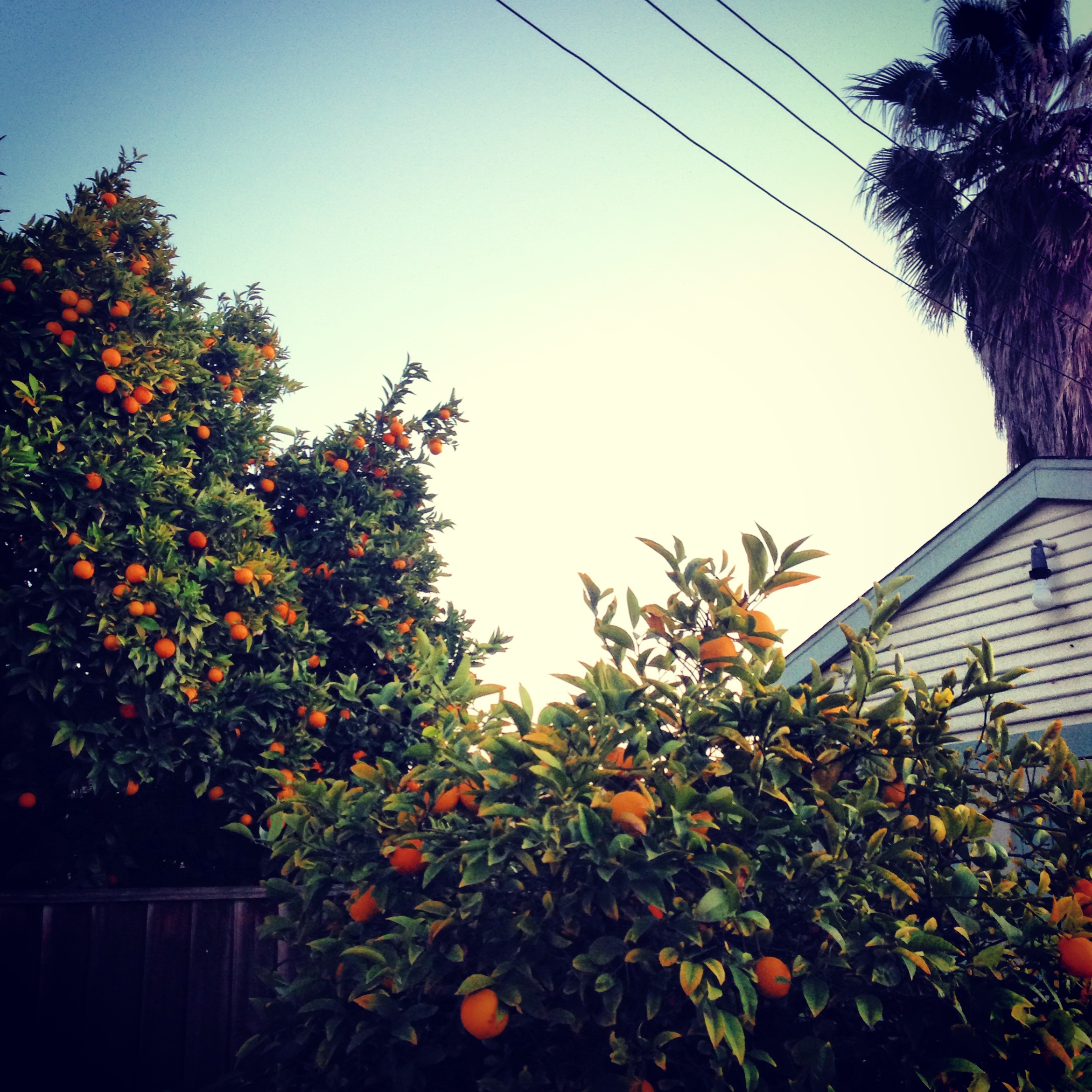 citrus_trees